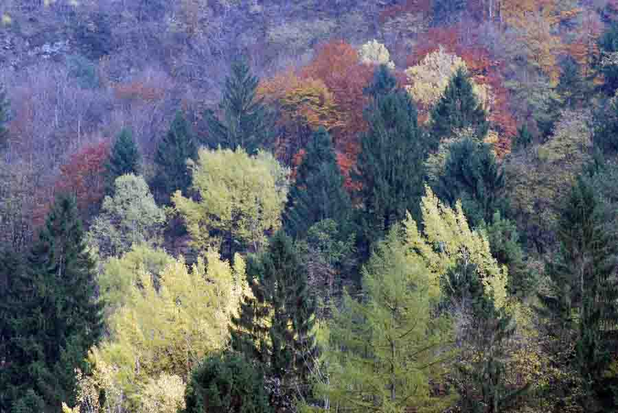 Vipera aspis francisciredi?